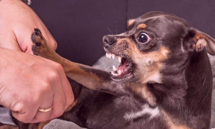  Unistada koerast, kes tahab hammustada