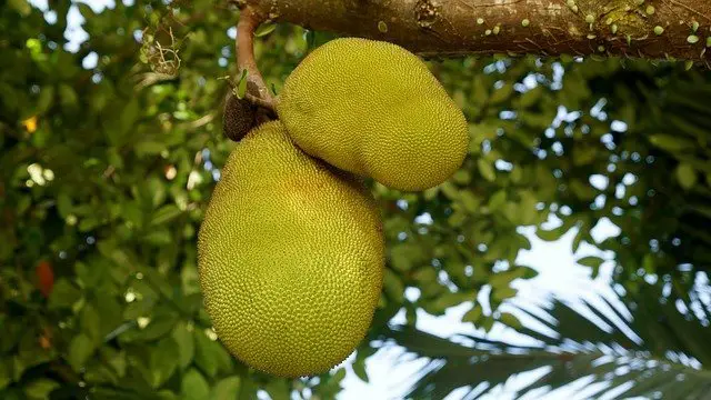  ku riyoon jackfruit