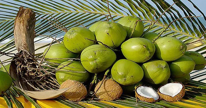  Drøm om kokosnøtt (frukt)
