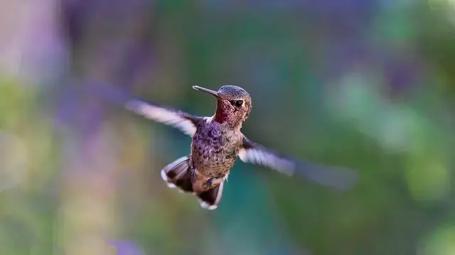  ຝັນຂອງ hummingbird