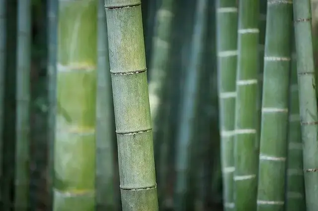  Marzyć o bambusie
