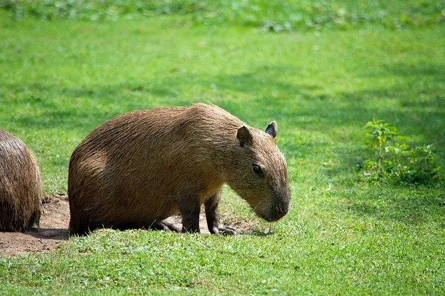  Capybara بابت خواب