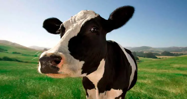  sanjaj o kravi