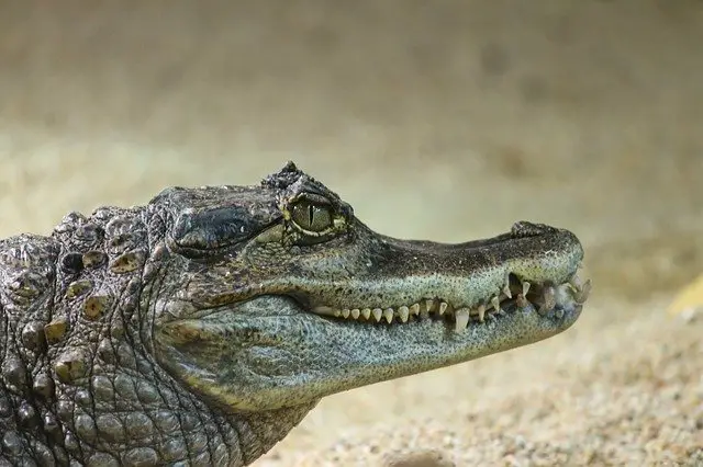  Să visezi la un crocodil