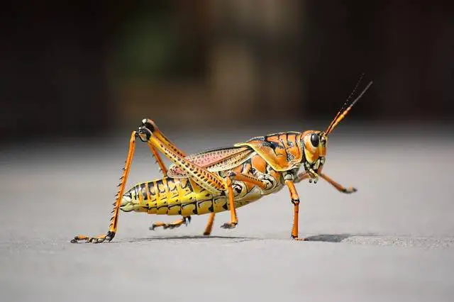  ຝັນຂອງ grasshopper
