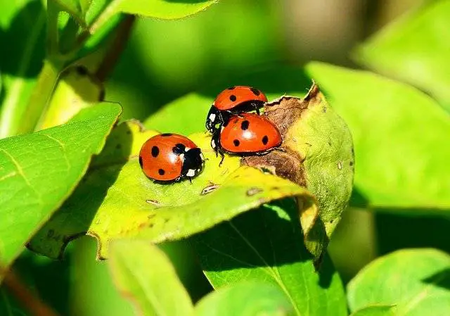  ladybug बारेमा सपना