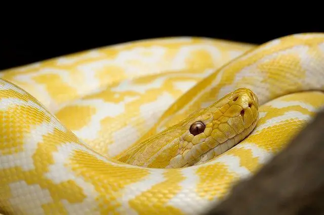  Sognare un serpente giallo