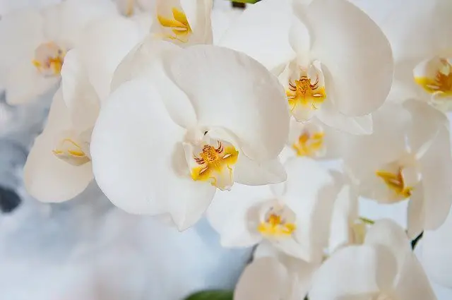  Sognare con le orchidee