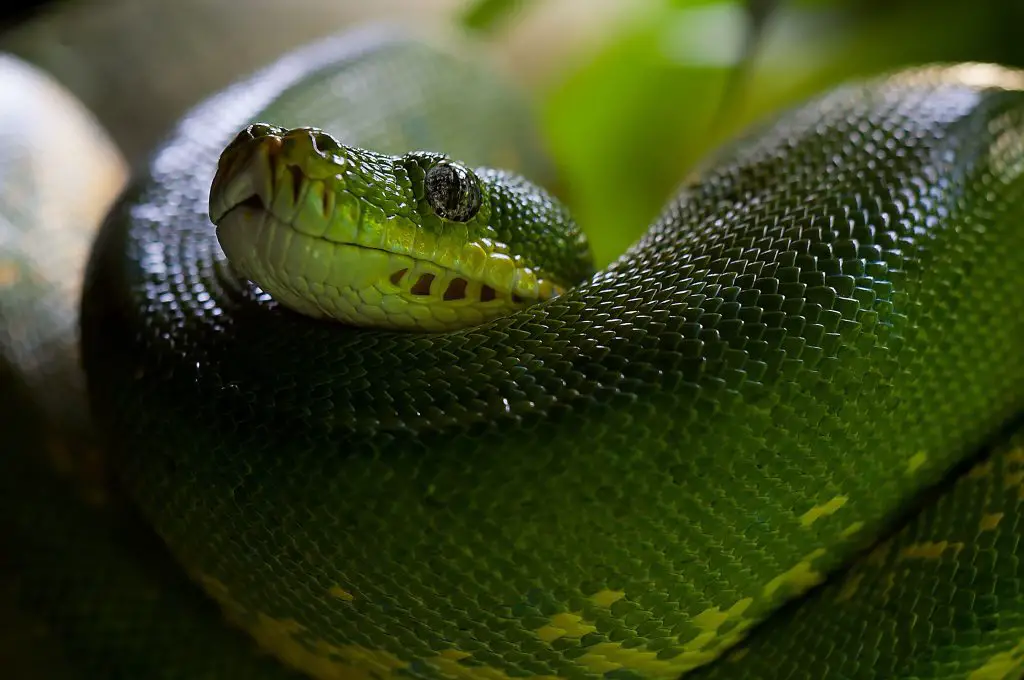  Žalios gyvatės svajonė - evangelinė reikšmė