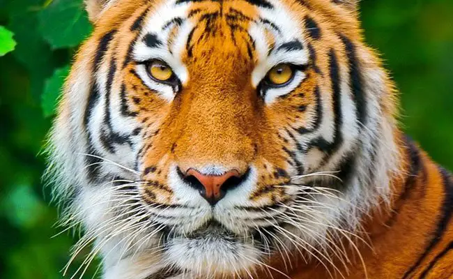  Sognare una tigre