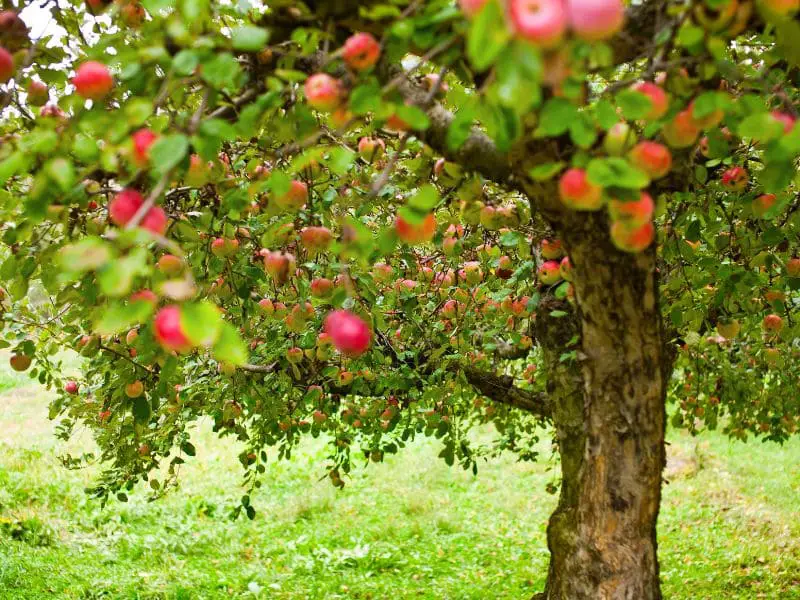  Sognare un albero di mele