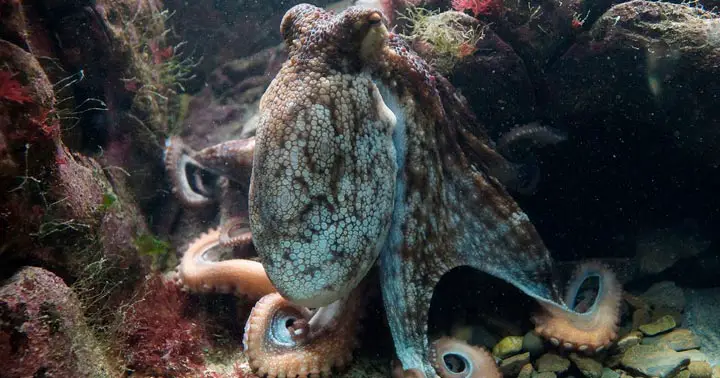  ຝັນກ່ຽວກັບ octopus