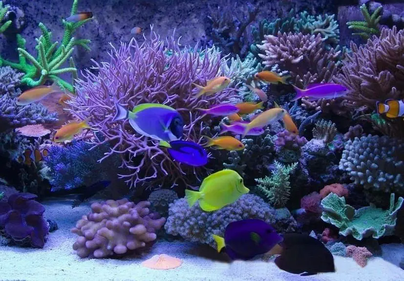  Akváriummal álmodni