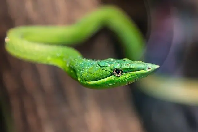  Să visezi la un șarpe verde