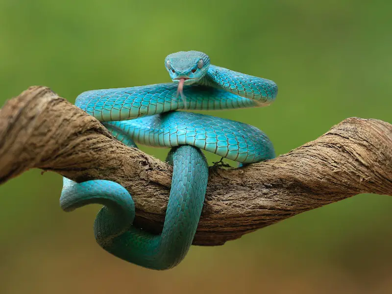  Sognare un serpente blu